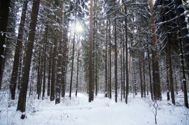Rusya 'da kış ormanı
