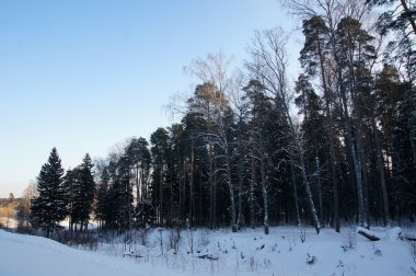 Rusya 'da kış ormanı