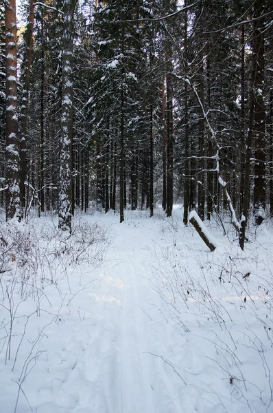 Winterbos in Rusland — Stockfoto