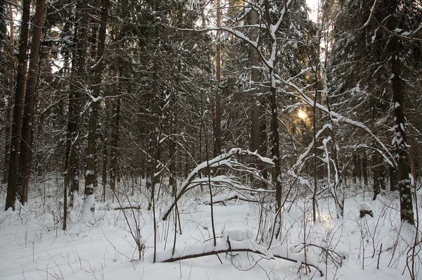 Winterwald in Russland — Stockfoto