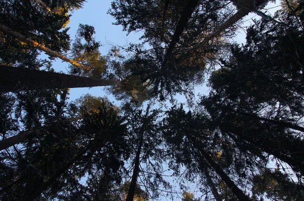 Rusya 'da kış ormanı — Stok fotoğraf