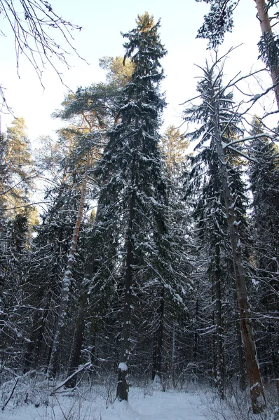 Zimní les v Rusku — Stock fotografie