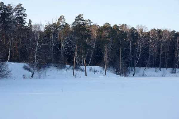 Floresta de inverno na Rússia — Fotografia de Stock