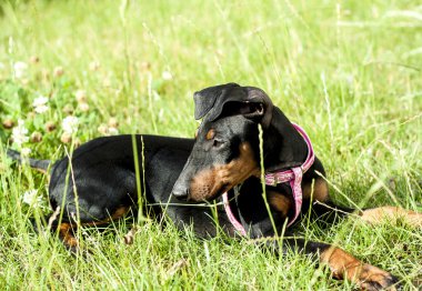 Manchester korkunç köpek çim üzerinde yalan