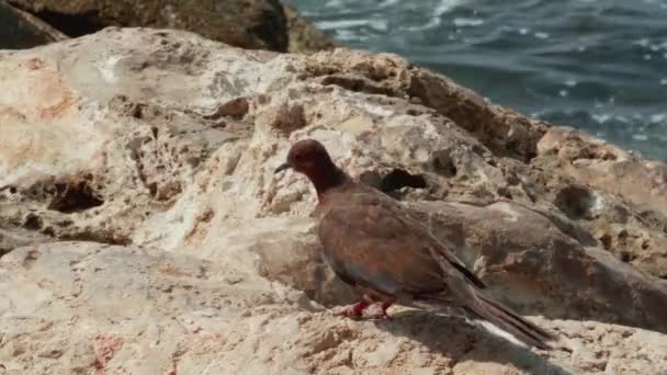 Pták odplouvá blízko Středozemního moře. Uzavření pomalého pohybu 4k. Vzlétnout z Holubice s obojkem ze skal u moře. — Stock video
