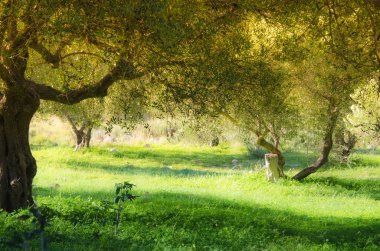 Cretan zeytin ağaçları 