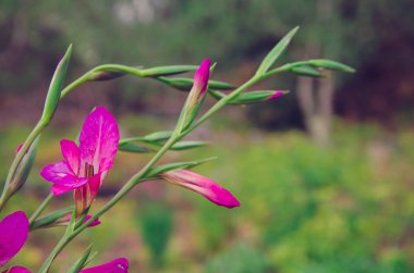 Gladiolas güzel doğal yeşil arka plana sahip