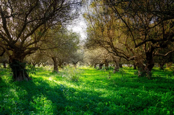 Olivos cretenses — Foto de Stock