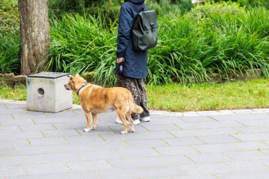 Sırt çantalı ve desenli pantolonlu bir insanın, asfalt yol boyunca tasmalı, orta boy, kahverengi bir köpeği gezdirirken çekilmiş orta kesimli bir fotoğrafı..