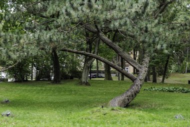 Eşsiz şekilli bir çam ağacı çarpıcı bir şekilde bükülmüş gövdesi ve alçak asılı dalları bulutlu bir günde, ağaçlık bir parkta biçilmiş yeşil bir çimenlikte oturuyor..