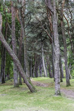 Yoğun, atmosferik bir çam ormanının derinliklerinde, sayısız uzun, ince ve eğimli gövdesi olan, otlak bir tepenin üzerinde tünel benzeri bir yol oluşturan bir manzara..
