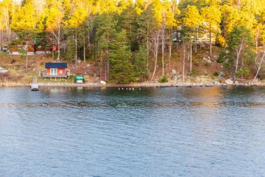 Küçük, tenha bir ahşap kabin manzarası. Doğrudan yoğun bir çam ve huş ağaçlarının üzerine kurulmuş bir rıhtım. Suya bakan bir grup ördek yüzüyor..
