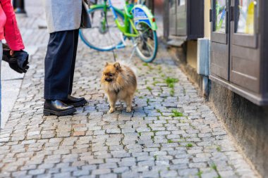 Kabarık tüylü bir Pomeranya köpeği kaldırımda duruyor, kameraya bakıyor, arka planda bir insanın bacakları ve kısmen görülebilir yeşil paylaşım bisikleti var..