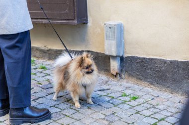 Yakından çekilen, pomeranya köpeğinin kabarık tüylü bir tasması olan, sahibinin koyu çizmeli ayaklarının yanında duran, duvarın yanındaki kaldırım taşından bir sokak..
