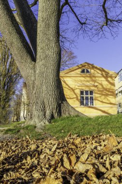 Görkemli, yaşlı ağaç gövdesi, yere dökülen parlak yapraklarla, açık mavi bir gökyüzüne ve tarihi sarı bir binaya hükmediyor..