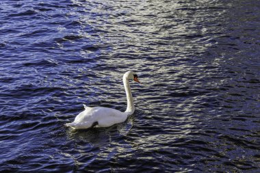 Koyu mavi suyun dalgalı yüzeyinde zarif bir şekilde yüzen, ışığı yansıtan ve çarpıcı bir kontrast yaratan beyaz, sessiz bir kuğu..