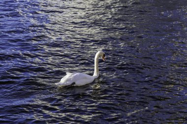 Zarif, beyaz, sessiz bir kuğu, güneş ışığıyla vurgulanan ve güçlü bir kontrastlık ve yansıma yaratan, dalgalanan mavi suda zarifçe yüzerken yakalanır..