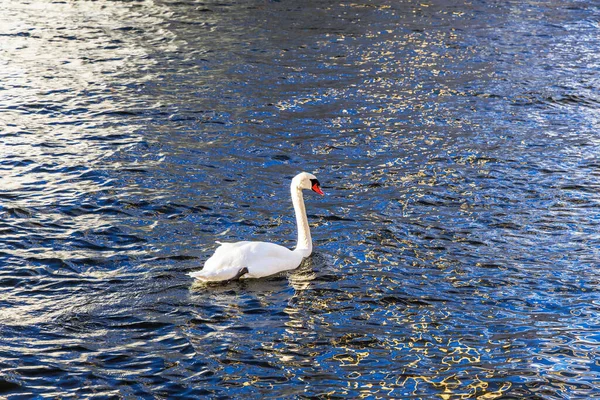 Zarif, beyaz, sessiz bir kuğu, güneş ışığıyla vurgulanan ve güçlü bir kontrastlık ve yansıma yaratan, dalgalanan mavi suda zarifçe yüzerken yakalanır..