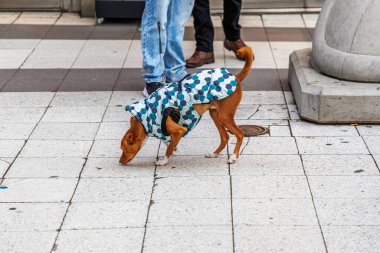 Tasmalı mavi ve beyaz altıgen desenli bir ceket giyen küçük, açık kahverengi bir köpek arka planda insanların bacaklarıyla fayanslı kaldırımı kokluyor..