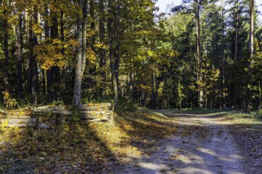 Parlak sonbahar güneş ışığı ağaçların arasından ağaçların arasından dökülen yapraklarla kaplı bir orman yoluna süzülüyor..