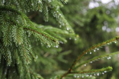 Yağmurdan sonra köpüklü su damlalarıyla kaplanmış taze köknar dalları. Sağlık, saflık, canlılık ve orman ekosistemini temsil eden doğal altyapı.