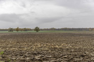 Tek meşe ağacı ve uzak ormanı olan kırsal bir arazide geniş verimli kahverengi toprak manzarası. Sonbahar çiftçiliği, arazi hazırlığı ve doğa enerjisi kavramı.