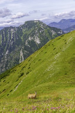 Vahşi bir Tatra güveci yemyeşil bir alp çayırında otluyor. Arka planda muhteşem kayalık dağ zirveleri bulutlu bir yaz gökyüzünün altında..