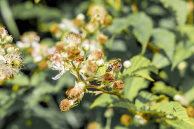 Güneşli bir yaz ormanında narin beyaz böğürtlen çiçeklerinden nektar toplayan bir bal arısının yakınına..