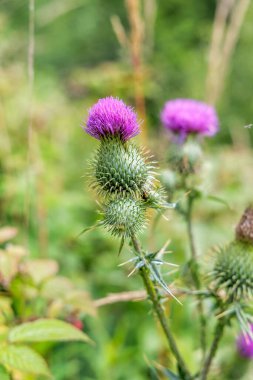 Keskin dikenli bir deve çiçeğini, bulanık yeşil bir arkaplanda, dayanıklılığın ve vahşi güzelliğin sembolü olan çiçeklere yakın tut..