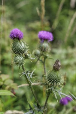 Keskin yeşil dikenli, parlak mor devedikeni çiçekleri detaylı bir şekilde görmek güneşli bir alanda vahşi doğa ve esnekliği temsil ediyor..