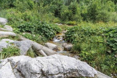 Geniş açılı geniş bir dağ deresi manzarası var. Etrafı büyük gri kayalar ve canlı yeşil tereyağı yapraklarıyla çevrili..