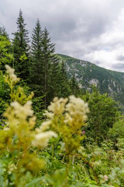 Uçsuz bucaksız yeşil bir orman ve uzak dağ yamaçlarının yüksek irtifa manzarası kısmen odaksız beyaz çiçeklerle çevrelenmiş ön planda..