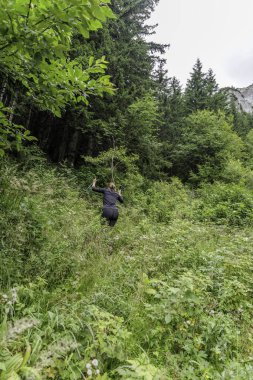 Dişi bir yürüyüşçünün, yemyeşil çayır otlarının arasından dağ yamacındaki yoğun bir çam ormanına doğru yürümek için yürüyüş direkleri kullanmasının arka görüntüsü..