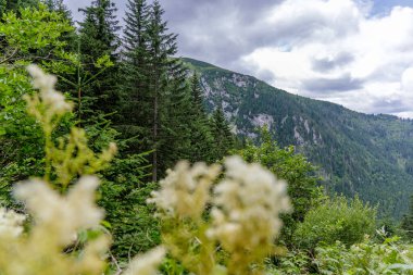 Kalın çam ve ladin ormanları, bulutlu bir yaz gökyüzünün altında görünen kireçtaşı kayalıklarıyla kaplı bir dağ sırasını kaplıyor..