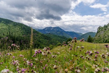 Şiddetli bulutların altında, geniş bir kayalık tepe manzarası ön planda mor yabani devedikeni olan yemyeşil bir çayır boyunca görünüyordu..