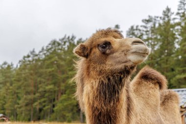 Kalın tüylü tüylerini gösteren Bactrian devenin yakın portresi. Hayvan, vahşi yaşam parkında ya da çiftlikte bulutlu bir gökyüzünün altında ormana doğru bakıyor..