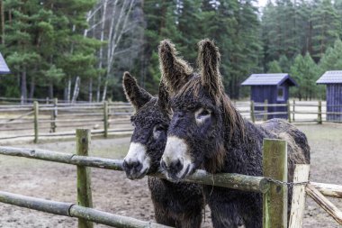 Arka planda yeşil çam ormanı olan bir çiftlik parkındaki çitlerin arkasında uzun tüylü iki Poitou eşeği yan yana duruyor..