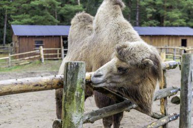 Kambur ve kalın kürklü büyük bir Bactrian devesi arka planda çiftlik binaları olan bir hayvan barınağında, kırsal ahşap bir çitin üzerinden başını eğiyor..