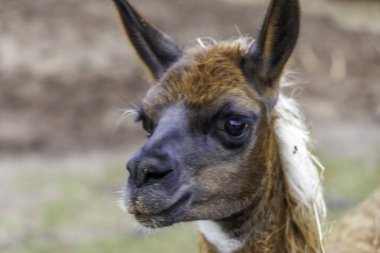Koyu renkli bir yüzü ve kırsal bir çiftlikteki anlamlı gözleri olan genç kahverengi bir lamanın ayrıntılı portresi. Yumuşak tüylü kulaklar ve meraklı bir görünüm..
