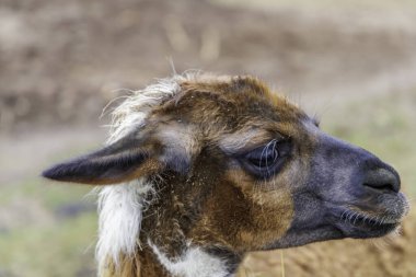 Yumuşak kürkü ve anlamlı gözleri olan kahverengi ve beyaz bir lama. Kış mevsiminde sürdürülebilir kırsal bir çiftlikte yüksek kaliteli hayvan portresi.