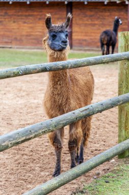 Koyu gri yüzlü pofuduk kahverengi bir lama bir çiftlikteki ahşap çitin arkasındaki kameraya bakıyor, ahşap bir bina ve arka planda başka bir lama var..