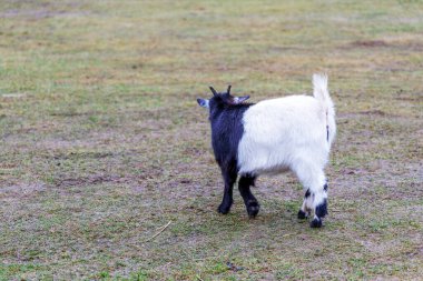 Küçük siyah ve beyaz bir keçi toprak bir patika boyunca ilerler ve geniş bir çitin içinde çitlerle ve uzaktaki güneş panelleriyle çimenlik bir alanda..