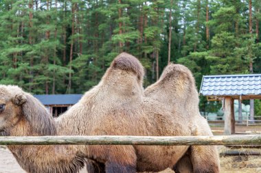 İki hörgüçlü Bactrian devesinin, orman geçmişi olan ahşap bir çitin yanında duruşu. Tarım, eko-turizm ve kırsal yaşam temaları için harika.
