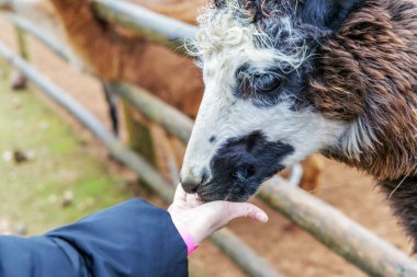 Kırsal bir hayvanat bahçesindeki ahşap bir çitin üzerinden siyah ve beyaz benekli bir lamana yemek sunan insan eli..