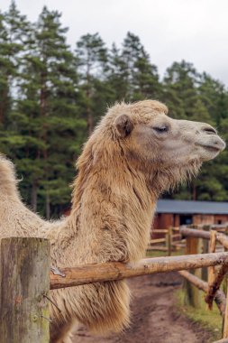 Arka planda çam ormanı olan ahşap bir çitin arkasında duran açık kahverengi bir Bactrian devesinin yakın plan profili..