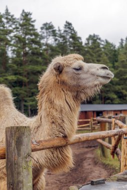 Hayvanat bahçesi parkındaki ahşap bir çitin arkasında duran tüylü Bactrian devesinin yan profili..
