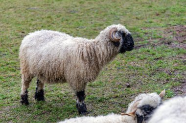 Kırsal bir çiftlikteki yeşil çayırlarda dikilen sarmal boynuzlu tüylü bir Valais Blacknose koyunu..