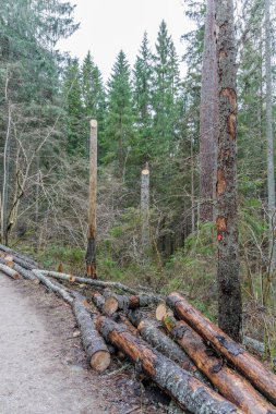 Kozalaklı bir ormanda toprak yol boyunca yığılmış taze kesilmiş çam kütükleri. Orman yönetimi, kereste endüstrisi ve doğal kaynak toplama..