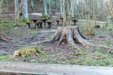 Bir orman parkında, ağaç kütüklerinin yanındaki ahşap masalar ve bankların olduğu bir dinlenme alanı. Açık hava eğlencesi, doğa yürüyüşü, turizm ve aile eğlencesi kavramı.