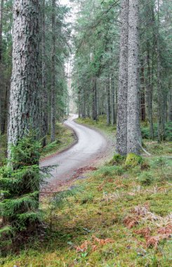 Uzun ladin ağaçlarıyla dolu sık ve yeşil bir ormanda kaybolan kıvrımlı bir çakıl yolu. Yolculuk, keşif ve barışçıl doğa kaçışı kavramı.